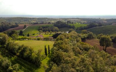 I Colli Berici: perché sono uno dei territori vinicoli più interessanti del Veneto